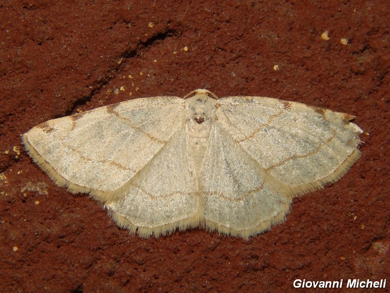 Stegania trimaculata?